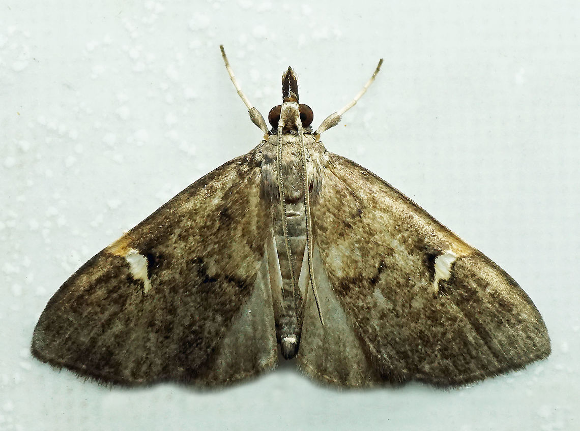 Deuterophysa sp. Dapa, Valle Del Cauca<br />
2100m