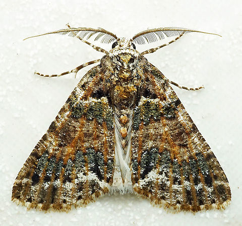 #755 Dapa, Valle Del Cauca
2100m