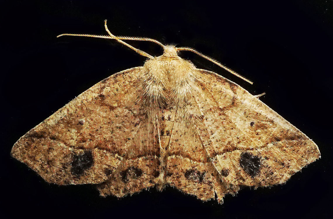 #756 Dapa, Valle Del Cauca<br />
2100m