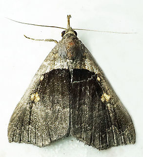 Lascoria sp. Dapa, Valle Del Cauca
2100m