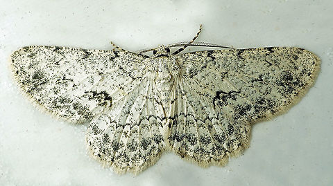 Ectropis sp. Dapa, Valle Del Cauca
2100m