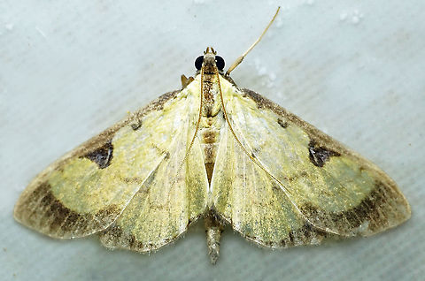 #759 Dapa, Valle Del Cauca
2100m