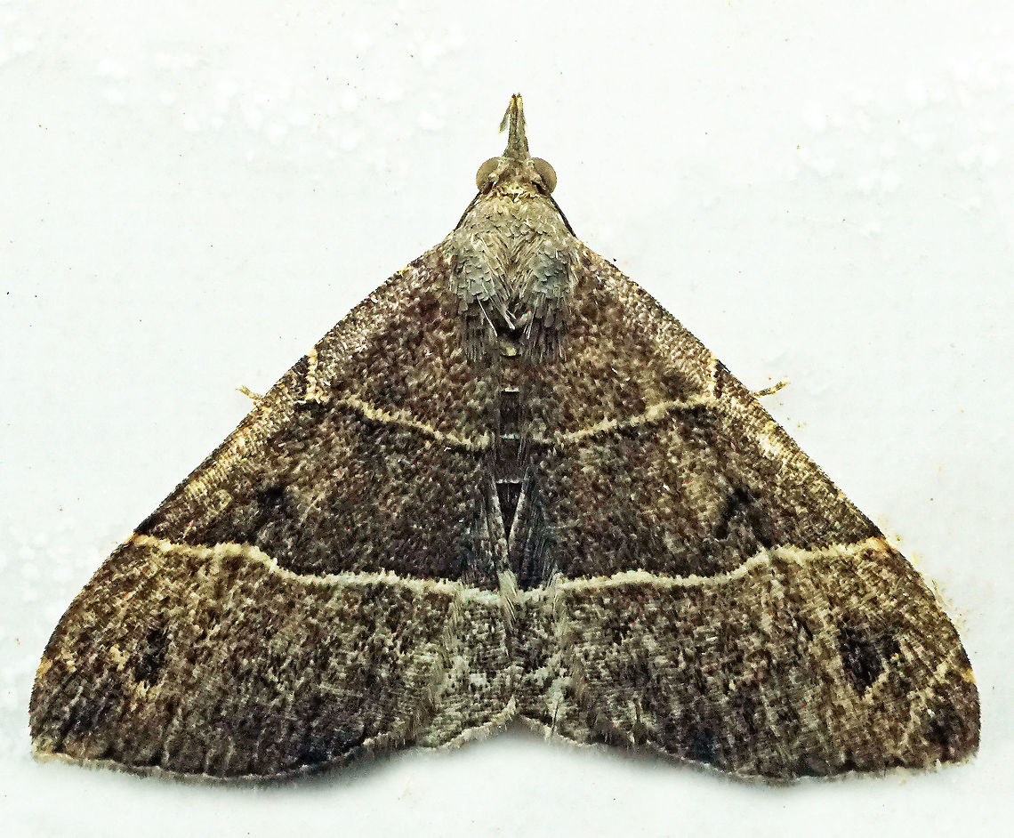 #761 Dapa, Valle Del Cauca<br />
2100m