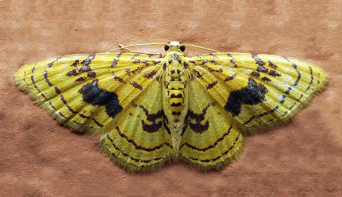 Eois sp. Dapa, Valle Del Cauca<br />
2100m