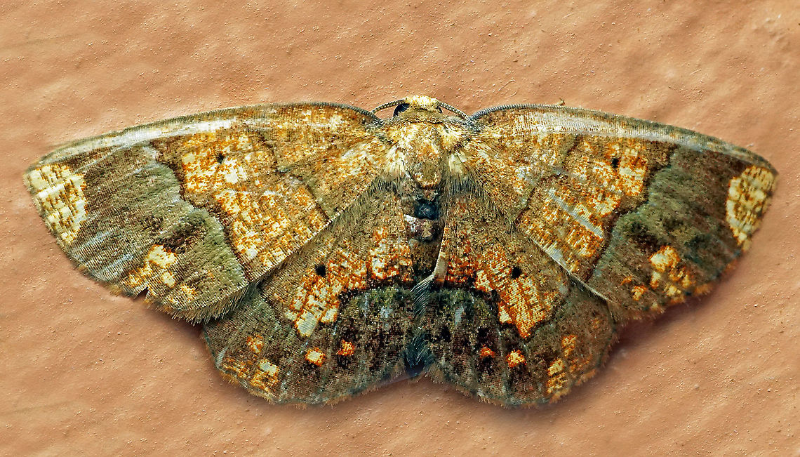 Melinodes detersaria Dapa, Valle Del Cauca<br />
2100m Melinodes detersaria