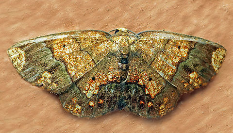 Melinodes detersaria Dapa, Valle Del Cauca
2100m Melinodes detersaria