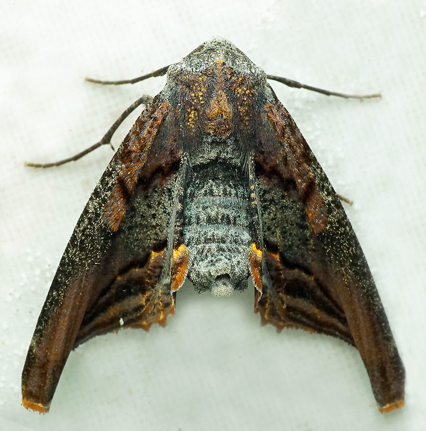 Pero sp Dapa, Valle Del Cauca<br />
2100m