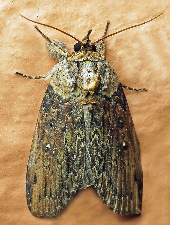 #767 Dapa, Valle Del Cauca<br />
2100m