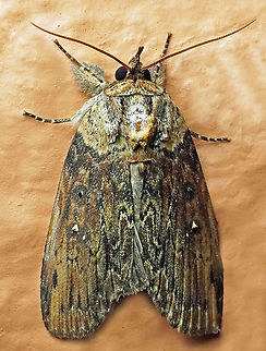 #767 Dapa, Valle Del Cauca
2100m