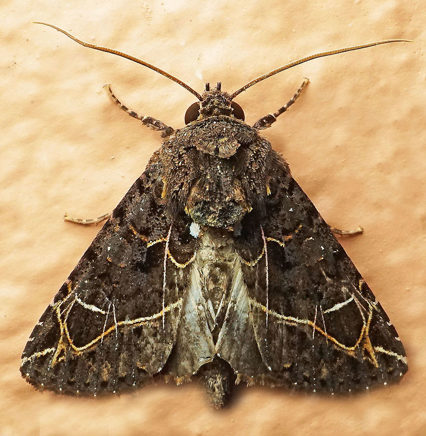 Heterochroma singularis Dapa, Valle Del Cauca<br />
2100m Heterochroma singularis