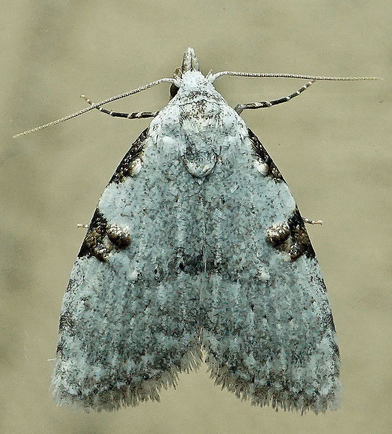 Meganola phylla' Dapa, Valle Del Cauca<br />
2100m Meganola phylla