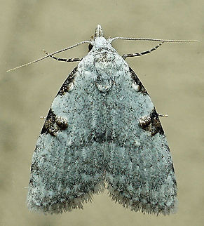 Meganola phylla' Dapa, Valle Del Cauca
2100m Meganola phylla