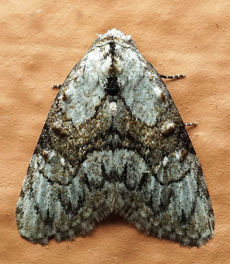 Meganola minuscula Dapa, Valle Del Cauca<br />
2100m Confused Meganola,Meganola minuscula