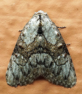 Meganola minuscula Dapa, Valle Del Cauca
2100m Confused Meganola,Meganola minuscula