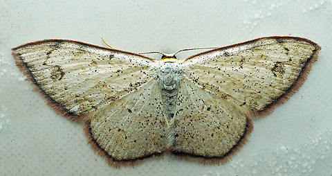 #771 Dapa, Valle Del Cauca
2100m