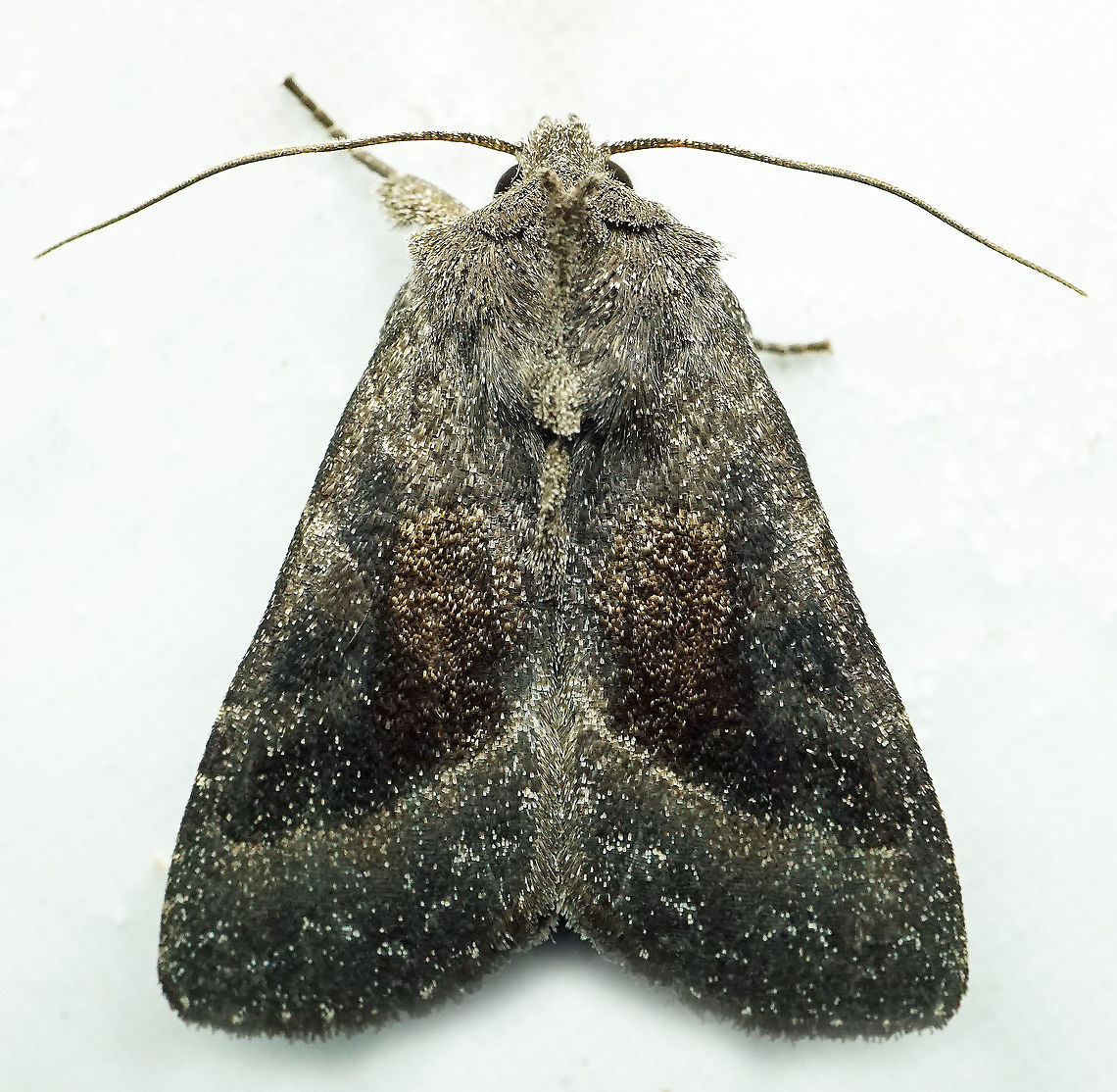 #772 Dapa, Valle Del Cauca<br />
2100m