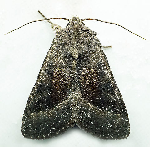 #772 Dapa, Valle Del Cauca
2100m