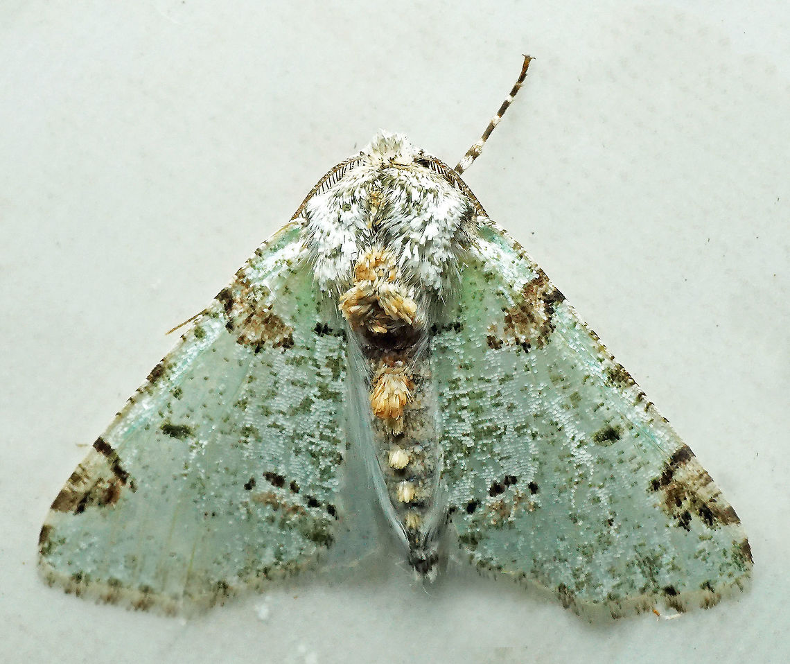 #773 Dapa, Valle Del Cauca<br />
2100m