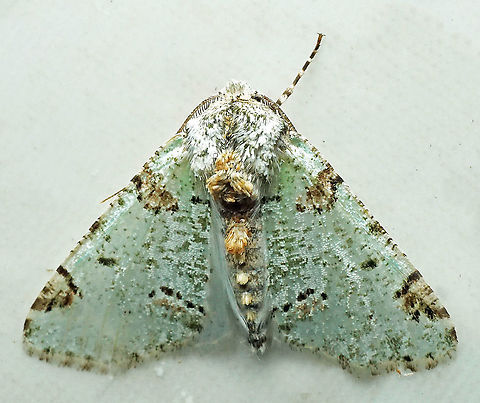 #773 Dapa, Valle Del Cauca
2100m