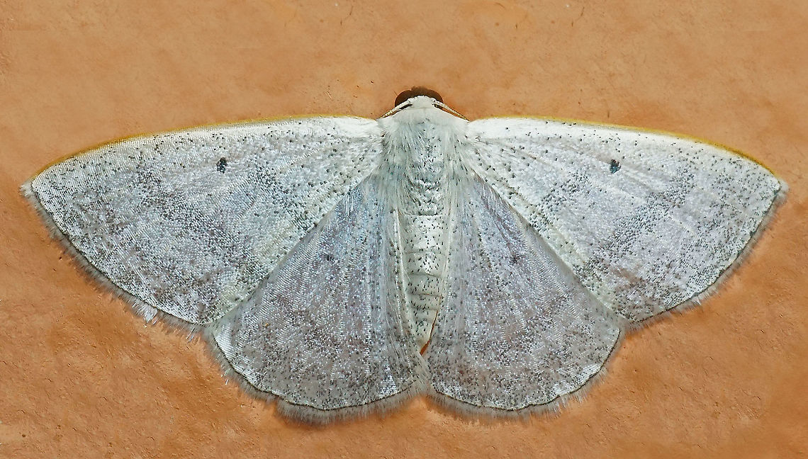 Lomographa sp. Dapa, Valle Del Cauca<br />
2100m
