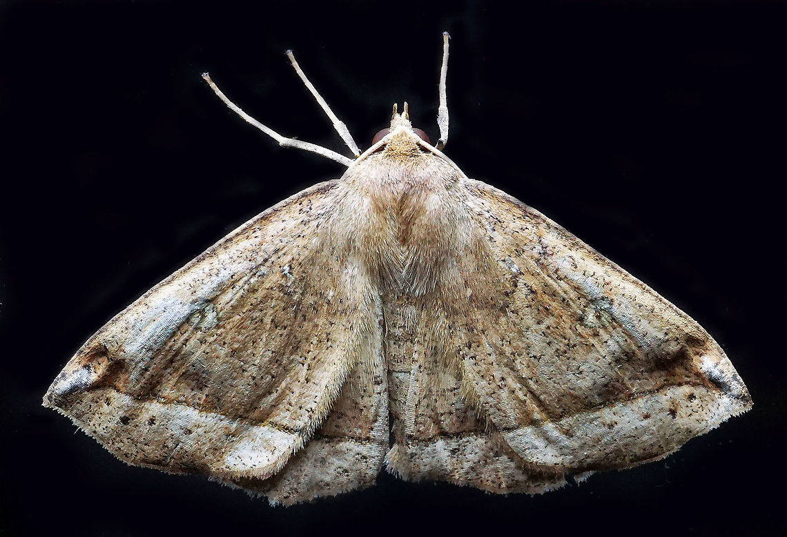 #775 Dapa, Valle Del Cauca<br />
2100m