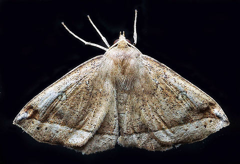 #775 Dapa, Valle Del Cauca
2100m