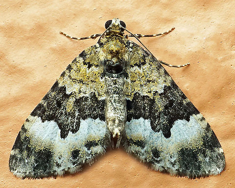 Hydriomena sp. Dapa, Valle Del Cauca
2100m