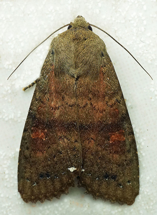 #777 Dapa, Valle Del Cauca<br />
2100m