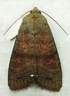 #777 Dapa, Valle Del Cauca
2100m