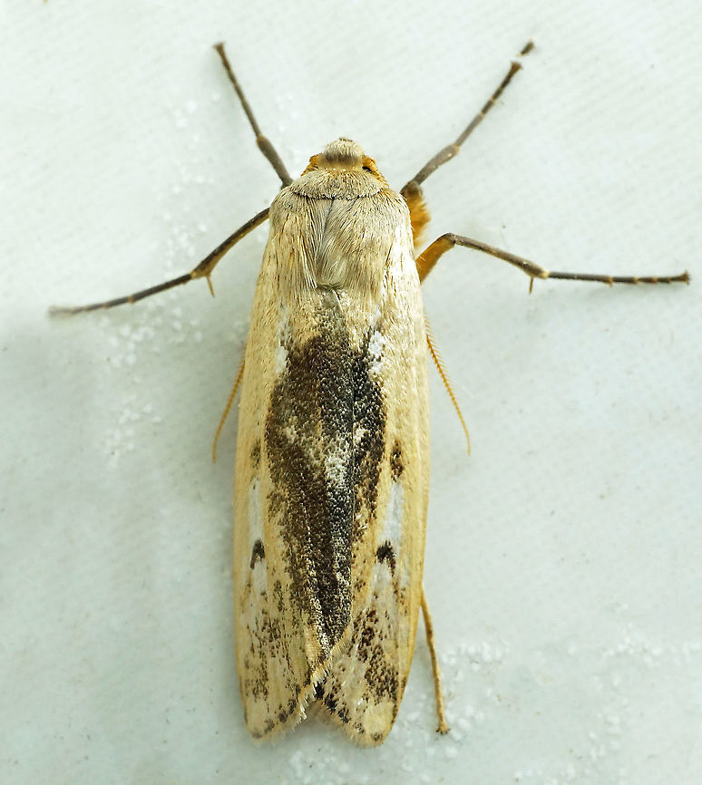 Agylla sp. Dapa, Valle Del Cauca<br />
2100m