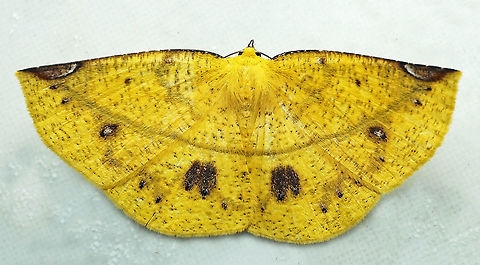 Cratoptera zarumata Dapa, Valle Del Cauca
2100m Cratoptera zarumata