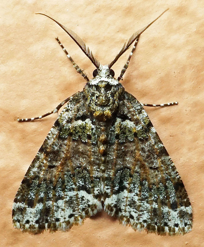 Cargolia sp. Dapa, Valle Del Cauca<br />
2100m