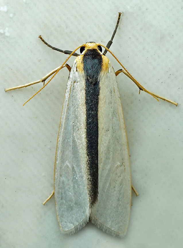 Agylla separata  Agylla separata