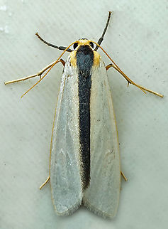 Agylla separata  Agylla separata