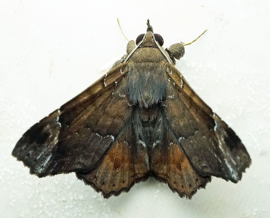 #783 Dapa, Valle Del Cauca<br />
2100m