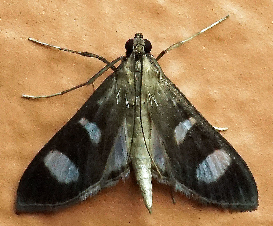 Desmia sp Dapa, Valle Del Cauca<br />
2100m