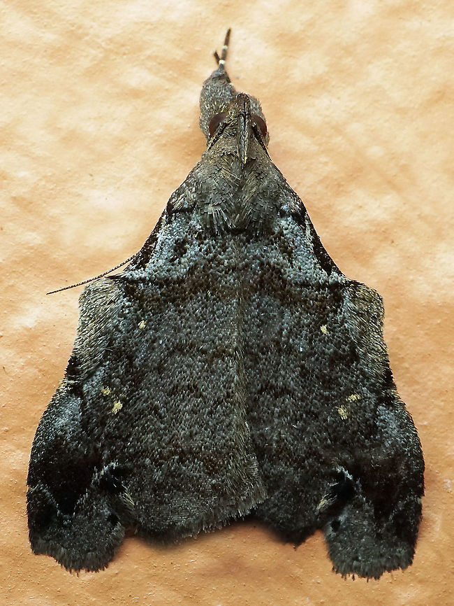 Lascoria orneodalis Dapa, Valle Del Cauca<br />
2100m Lascoria orneodalis