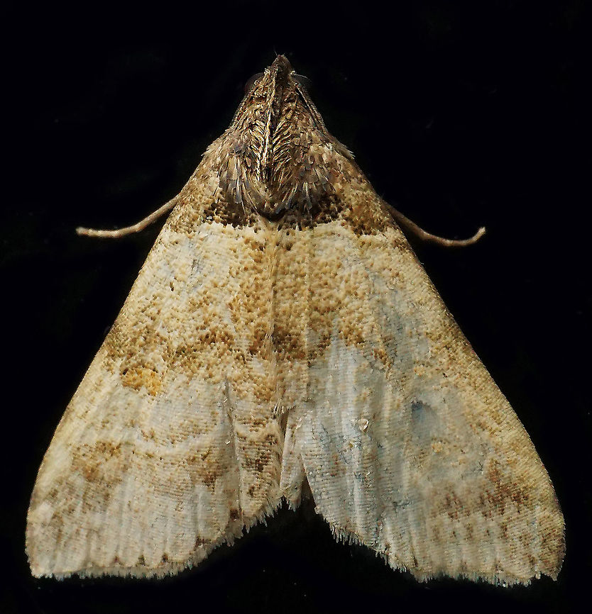 #784 Dapa, Valle Del Cauca<br />
2100m