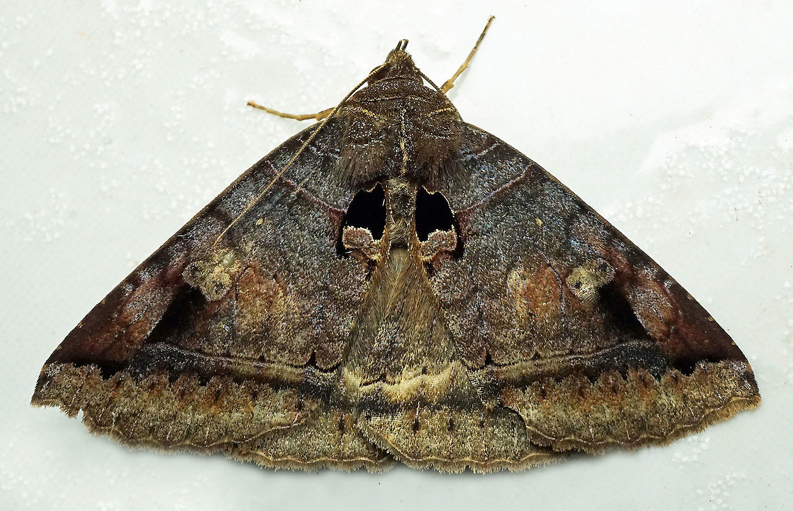 Celiptera levinum Dapa, Valle Del Cauca<br />
2100m Celiptera levinum