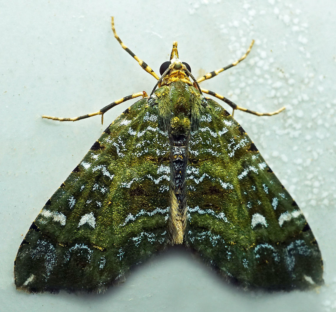 #786 Dapa, Valle Del Cauca<br />
2100m