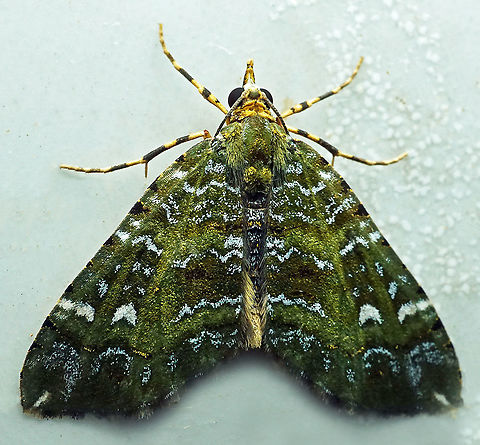 #786 Dapa, Valle Del Cauca
2100m