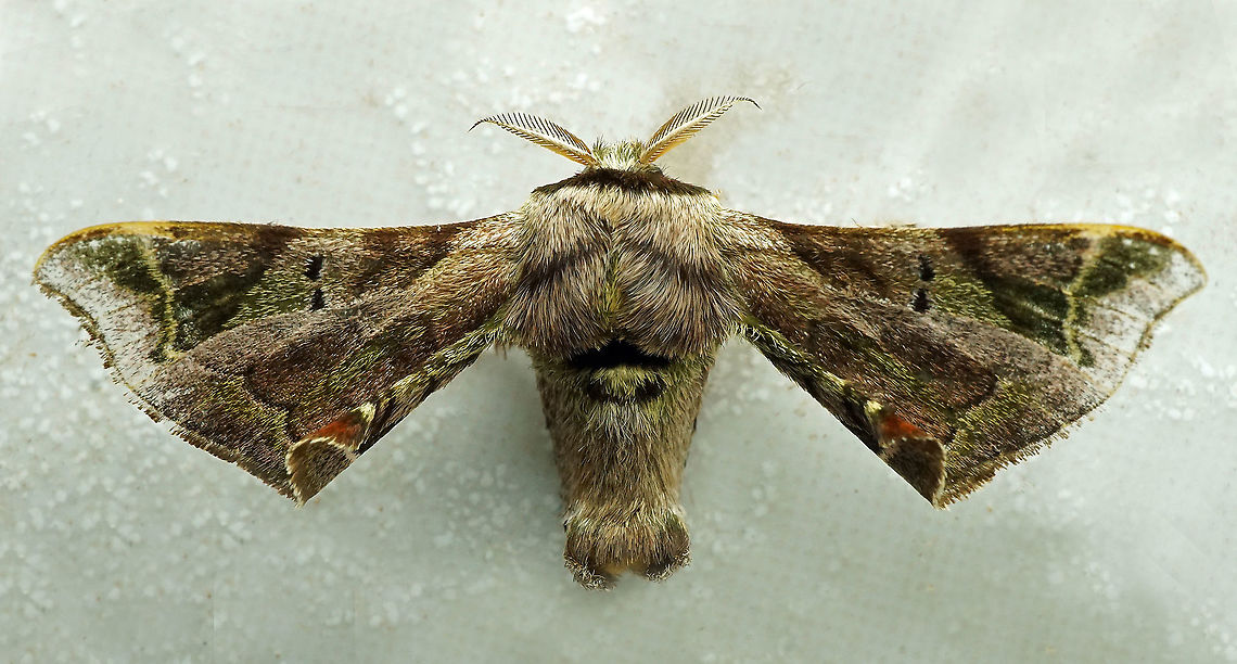 Quentalia sp. Dapa, Valle Del Cauca<br />
2100m