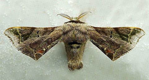 Quentalia sp. Dapa, Valle Del Cauca
2100m