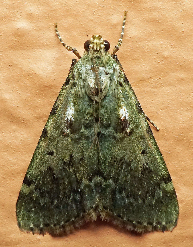 #788 Dapa, Valle Del Cauca<br />
2100m