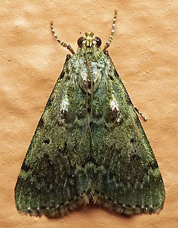 #788 Dapa, Valle Del Cauca
2100m