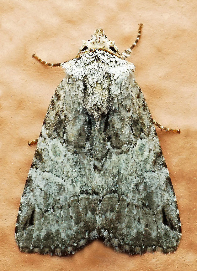 #789 Dapa, Valle Del Cauca<br />
2100m