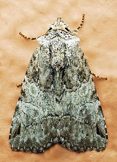 #789 Dapa, Valle Del Cauca
2100m