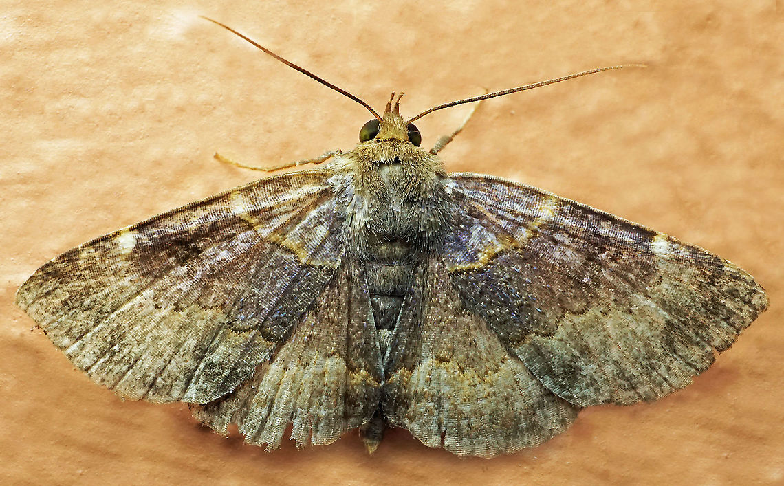 #790 Dapa, Valle Del Cauca<br />
2100m