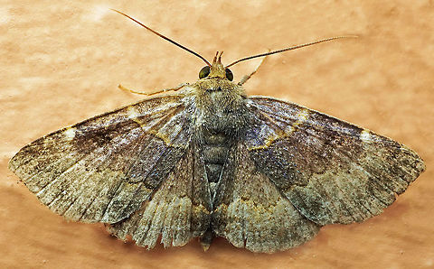 #790 Dapa, Valle Del Cauca
2100m