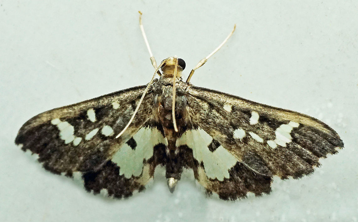 #791 Dapa, Valle Del Cauca<br />
2100m